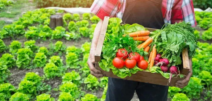 Food from a local garden